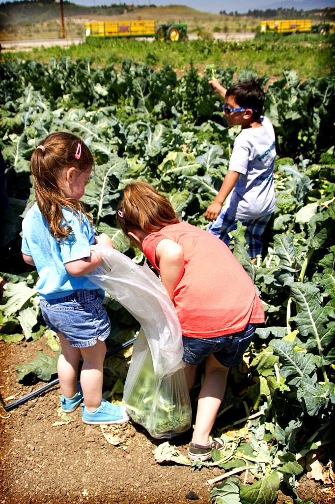 Picking broccoli