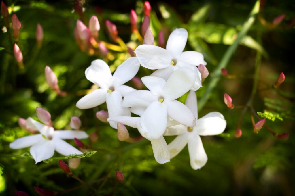 The jasmine in the backyard has begun to bloom, it smells like spring!